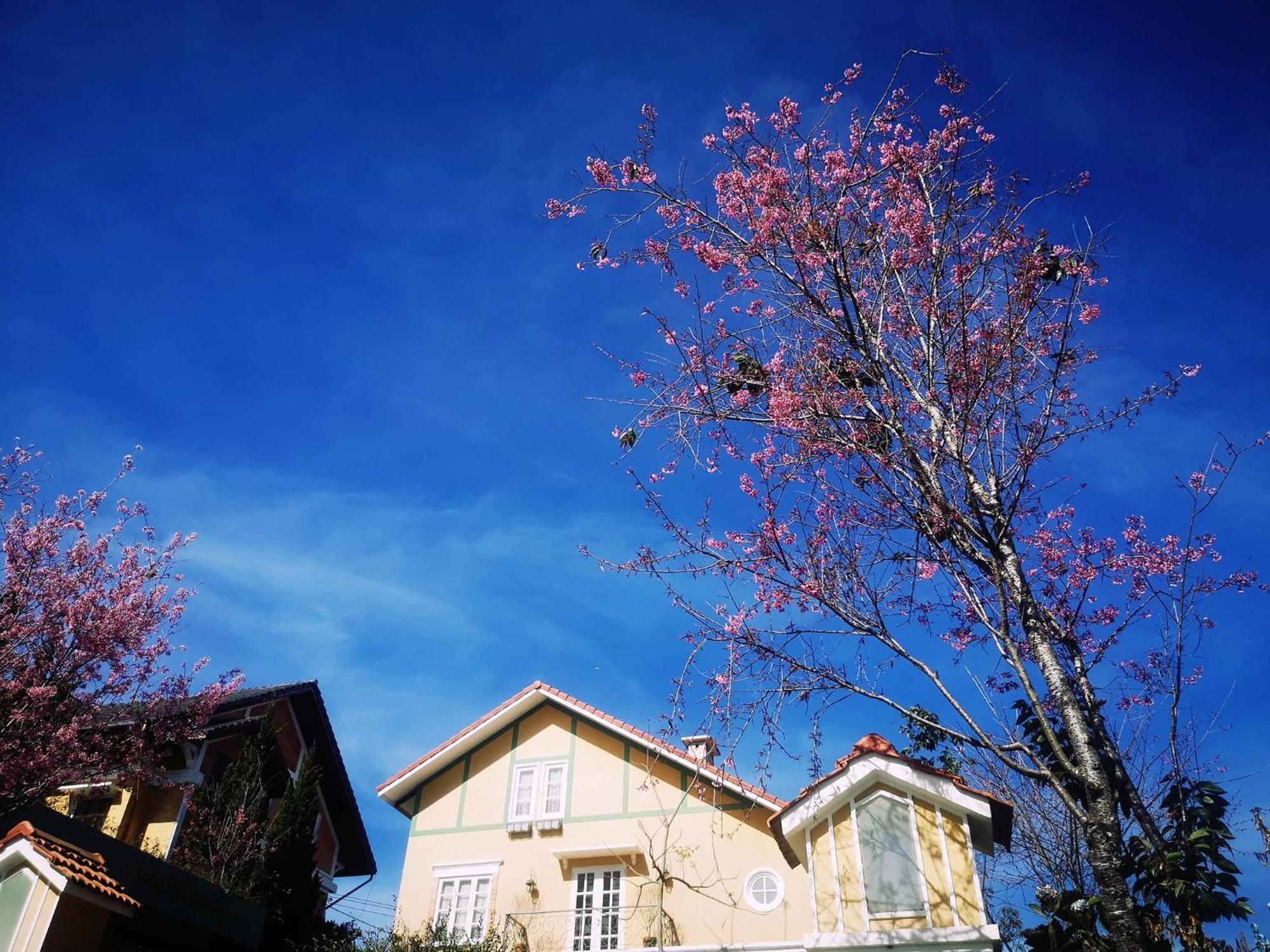 Hotel Bich Dao Boutique - Dalat Esterno foto