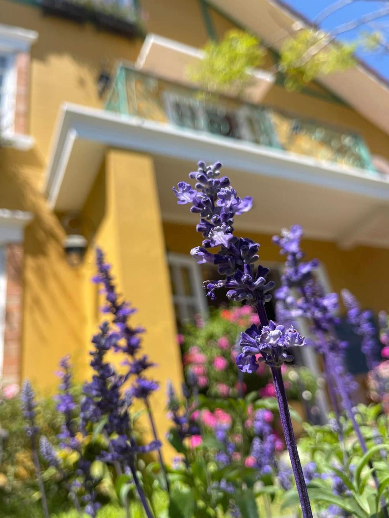 Hotel Bich Dao Boutique - Dalat Esterno foto